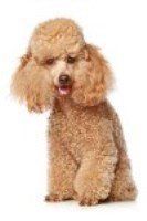 Champagne toy outlet poodle